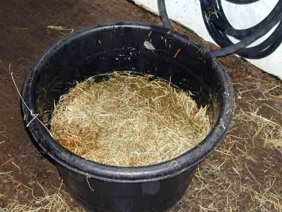 Soaking hay in water to decrease dust exposure is less effective than feeding a complete pelleted feed.