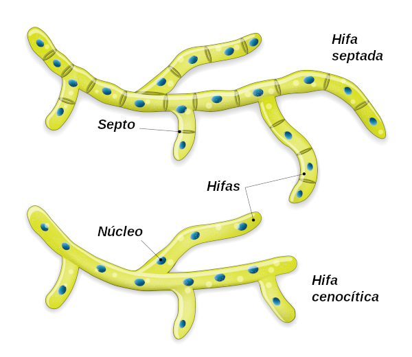 Os fungos filamentosos podem ter hifas septadas ou cenocíticas.