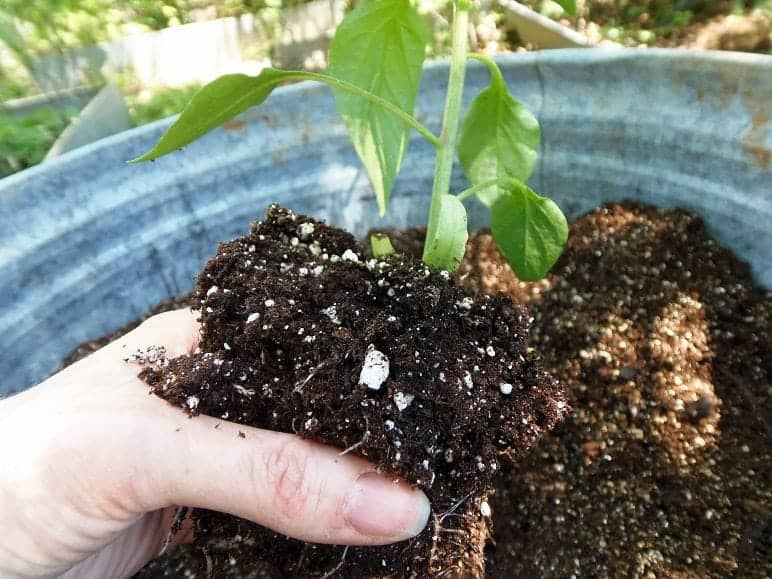 Prepare the soil of their new container