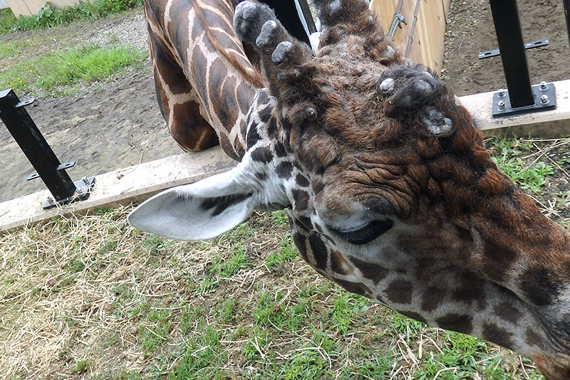 旭山動物園：きりん舎