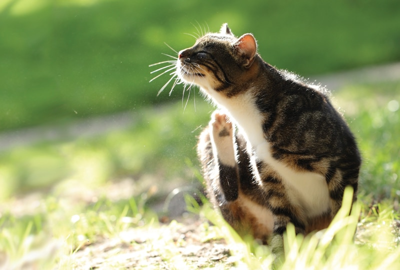 the-best-flea-treatment-for-outdoor-cats-treatment