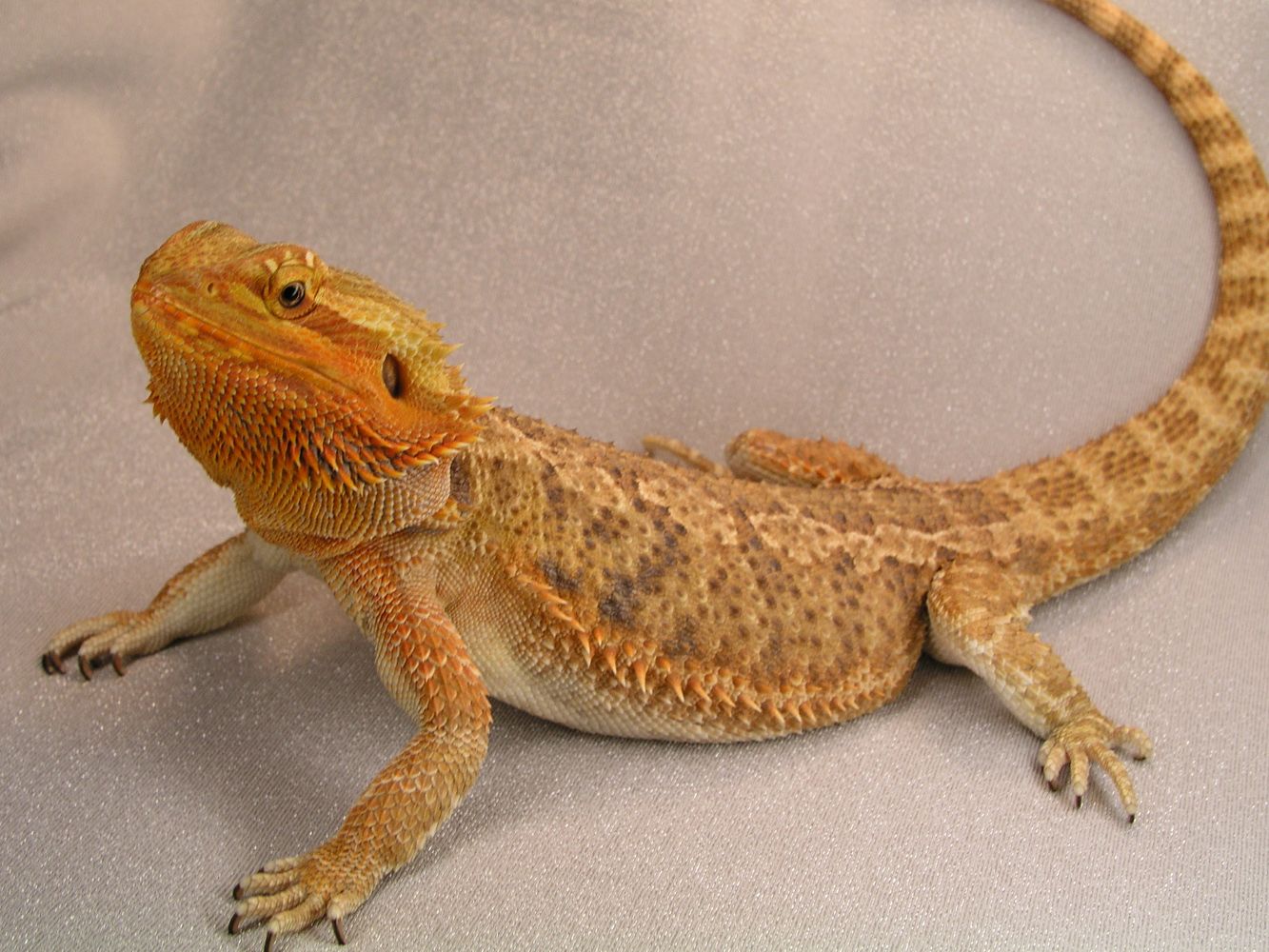 Are Bearded Dragons Smart