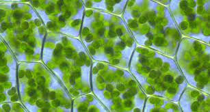 Scientists Say: Chlorophyll | Science News for Students