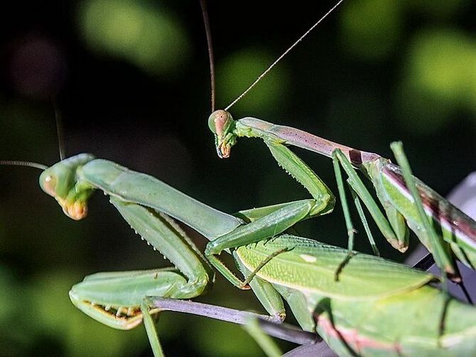 Male South African praying mantis learned to survive after mating 2