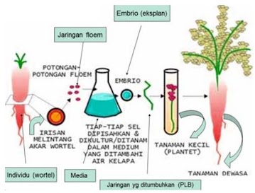 Gambar di atas menunjukkan proses bioteknologi ....
