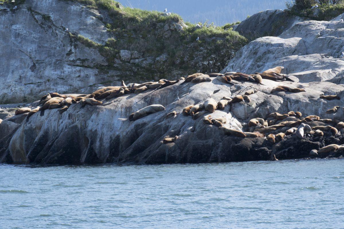 Alaska cruise wildlife includes Sea Lions