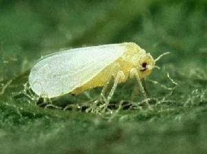 ALEURODIDAE (Whiteflies)