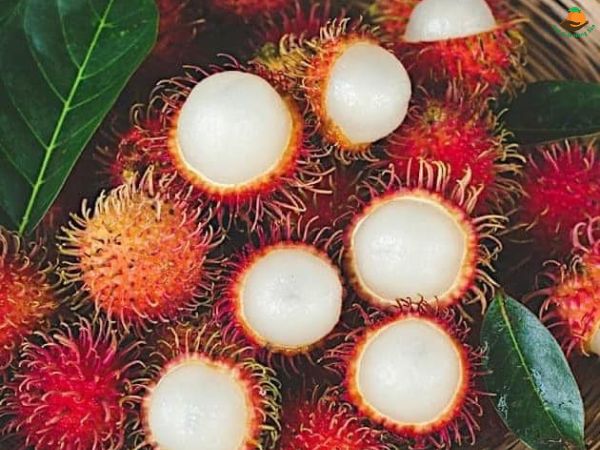 Chôm chôm nhãn Bến Tre và những công dụng tuyệt vời cho sức khỏe – Thế Giới Nông Sản