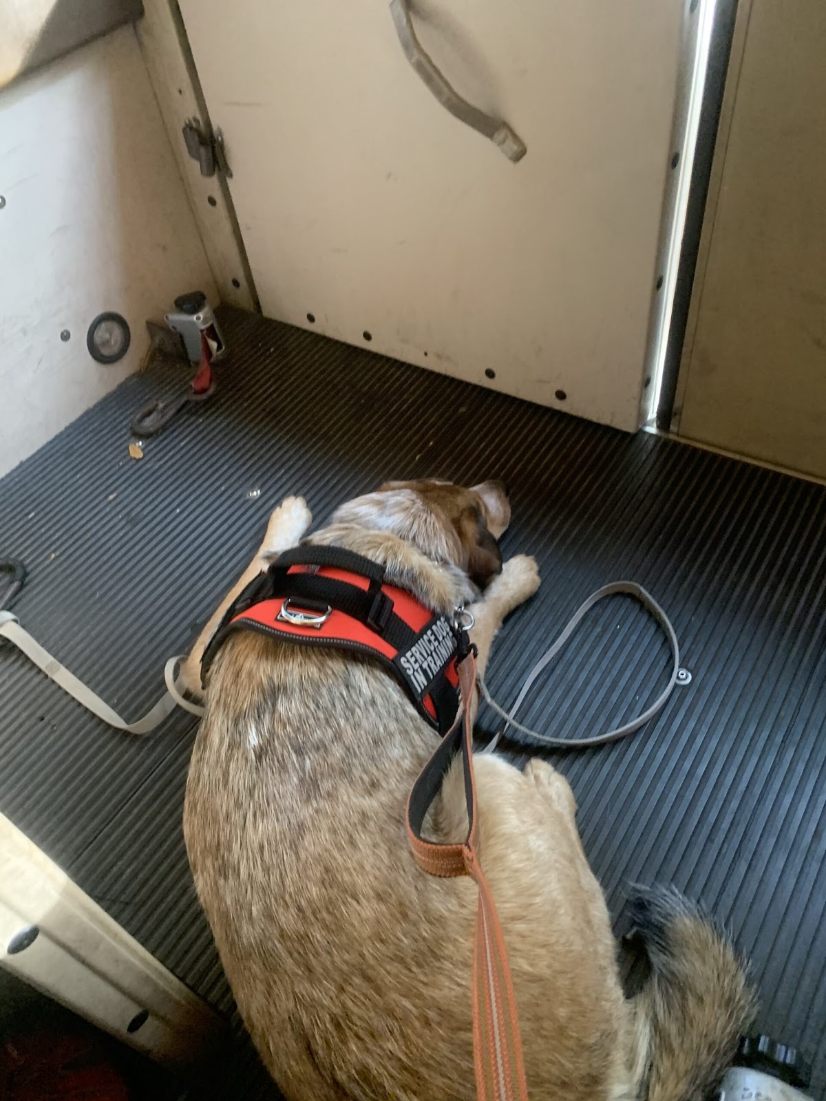 service dog in training riding Disney safari