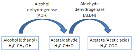 chemical breakdown of alcohol
