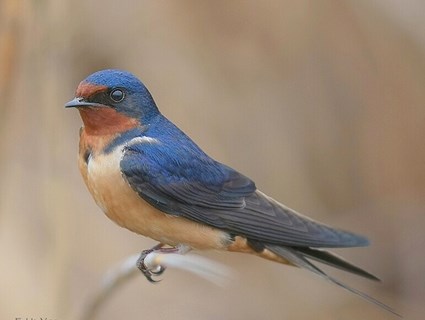 bird barn_swallow_1.jpg