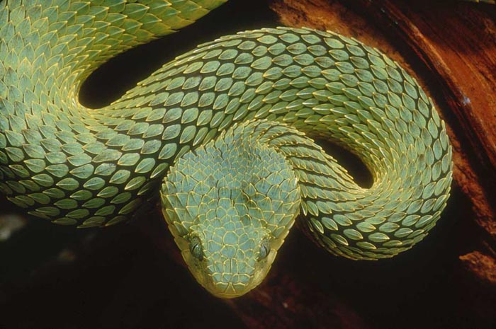 Serpent.jpg