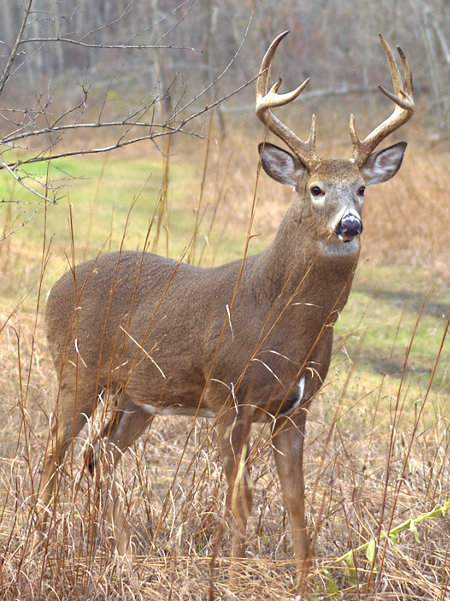 Image result for whitetail deer