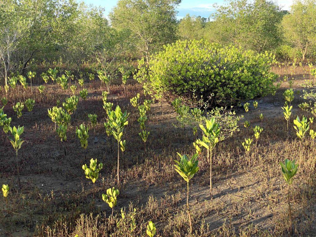 Madagascar Mangroves
