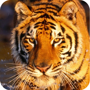 Animal sounds full version apk Download