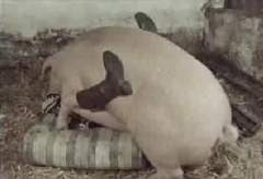 sex with pigs