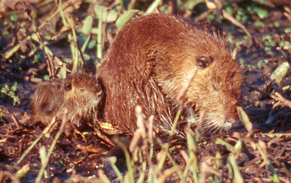 Nutria with young in Louisiana.