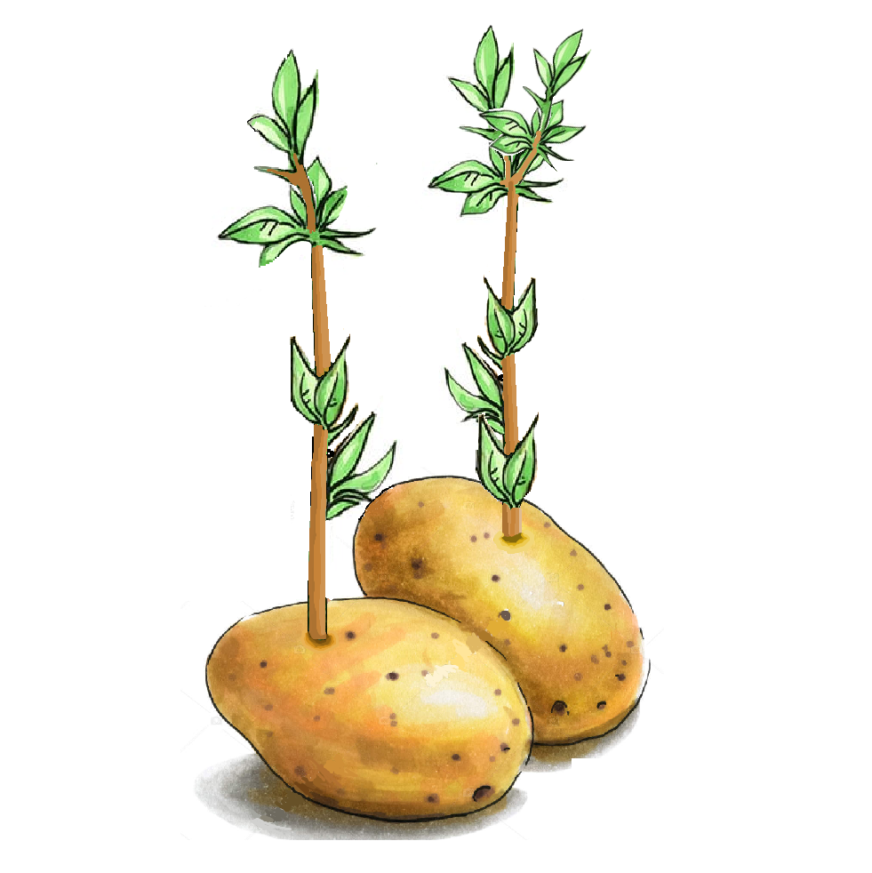 Creating New Fruits Trees Bushes