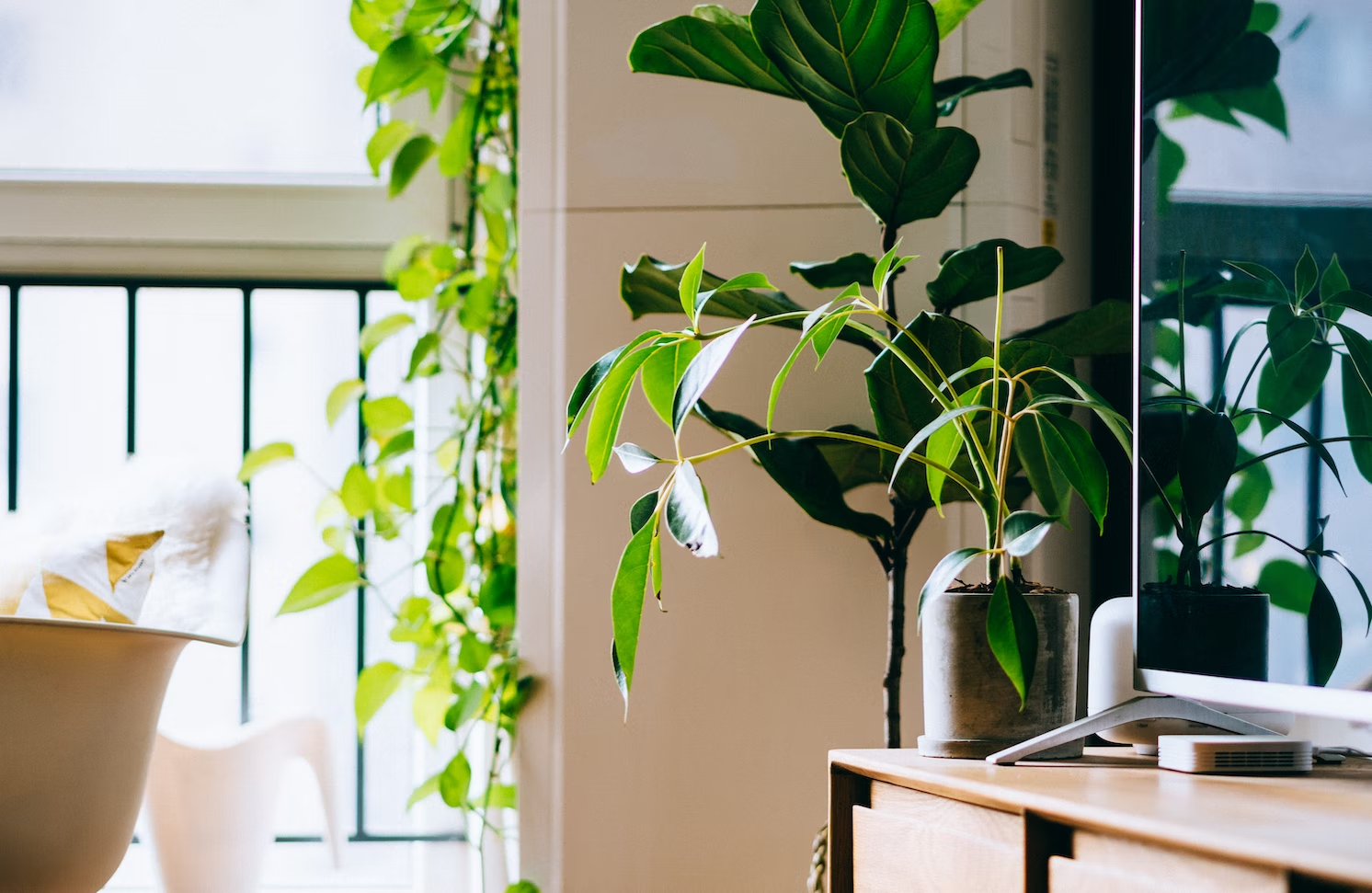 house plants in a decorated office