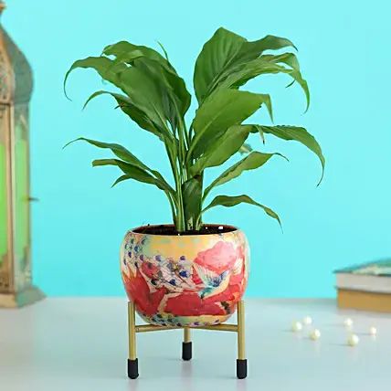 25 Lucky Indoor Plants that Bring Prosperity and Fortune