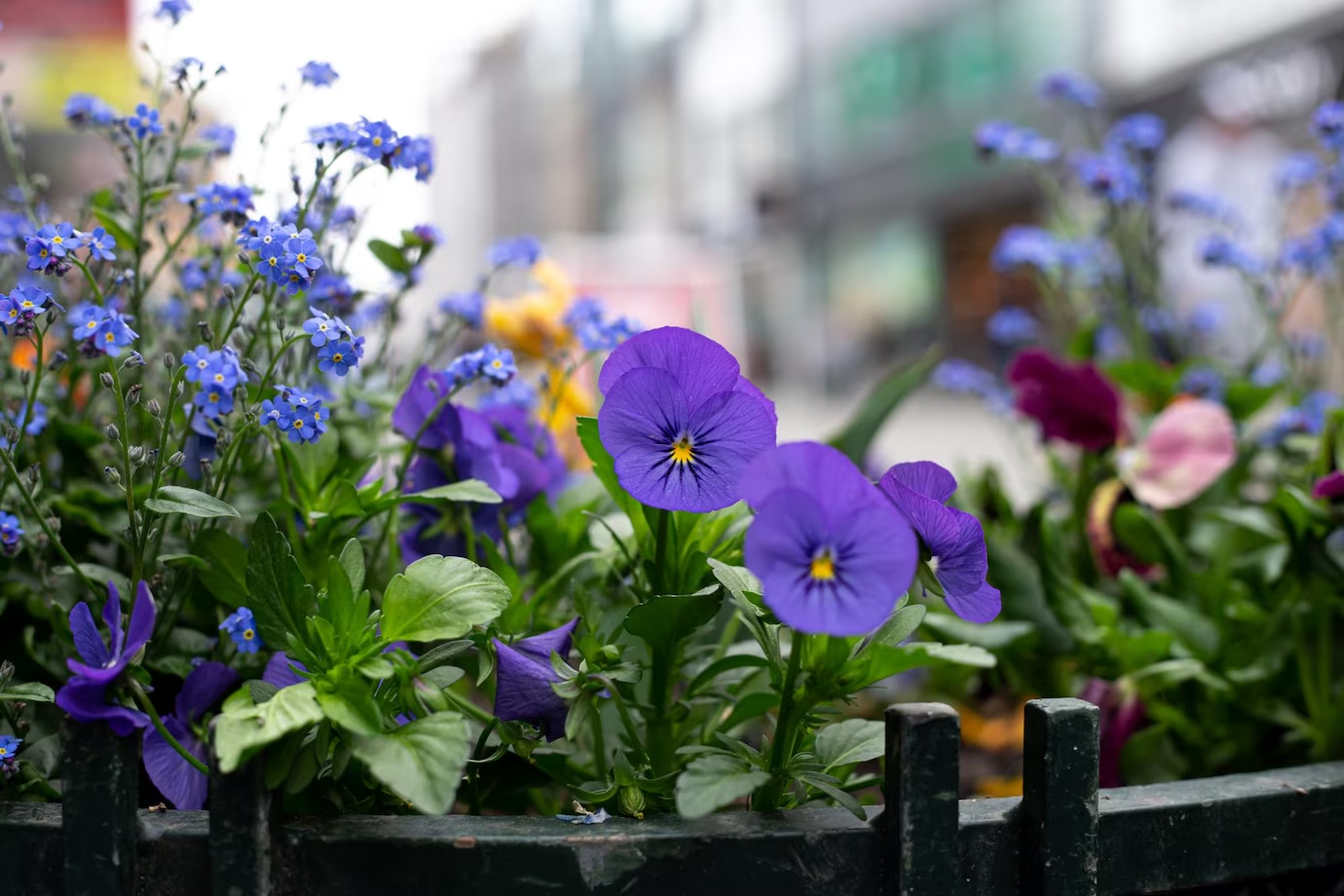 Violete de Parma – legende
