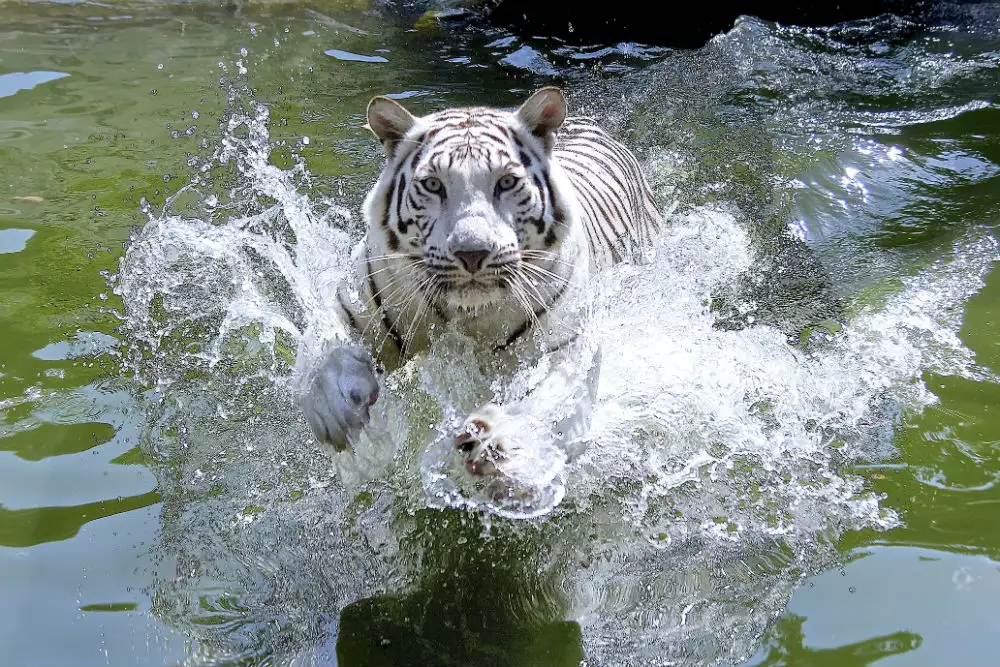 Tiger Safari in Monsoon