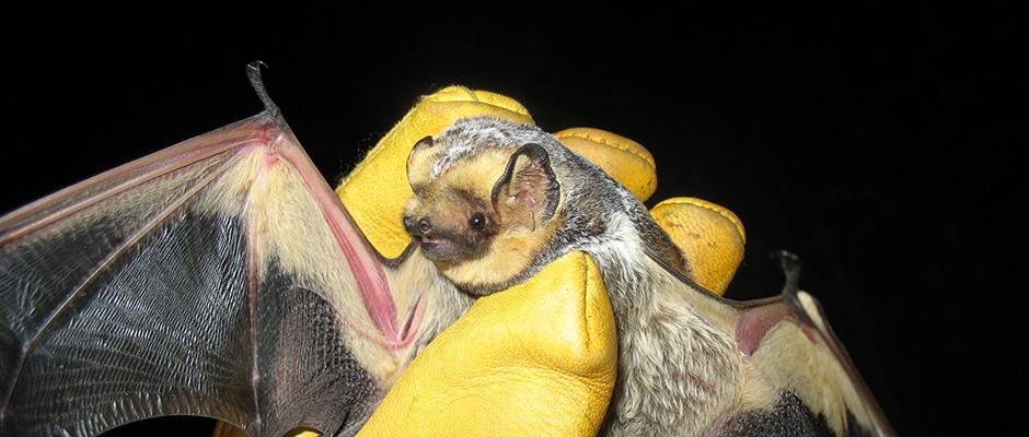 Image result for protection of hawaiian hoary bat