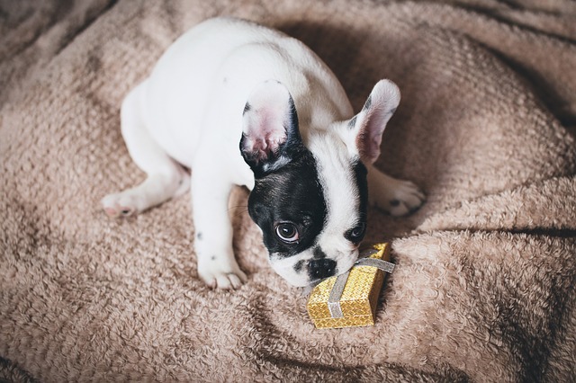 Genius Gift Ideas for Pets and Pet Owners