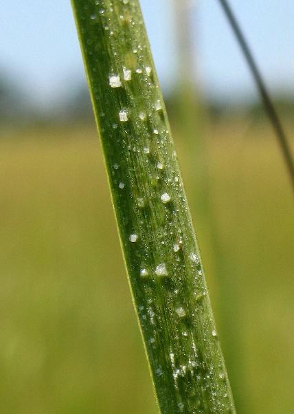 Image result for spartina alterniflora salt