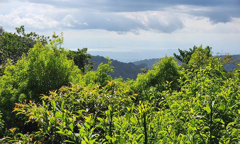 Children’s Eternal Rainforest Reserve