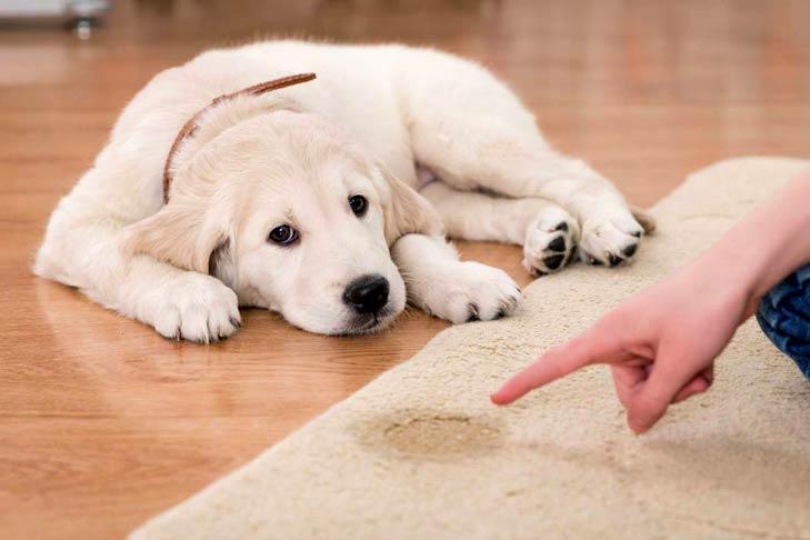Tips To Take Proper Care of a New Dog | Pet-Care 