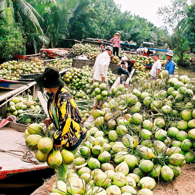 Ý nghĩa của cây dừa Bến Tre