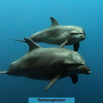 How long do Dolphins breastfeed