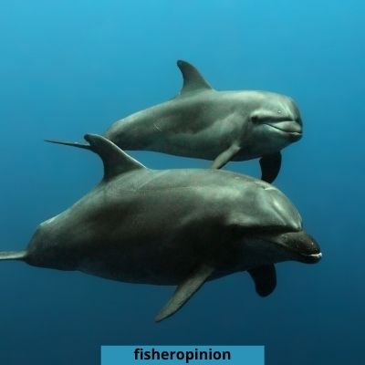 How long do Dolphins breastfeed