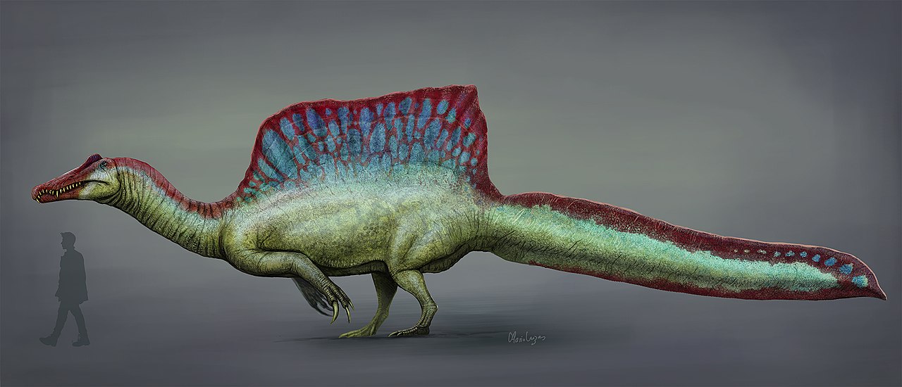 Spinosaurus aegyptiacus: A swimming dinosaur bigger than an adult T. rex.
