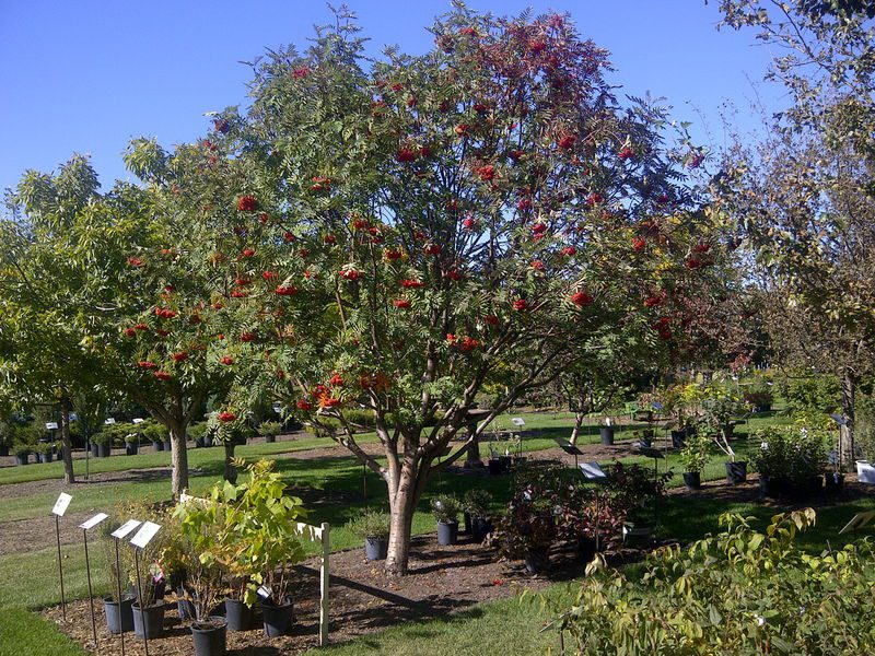How does mountain ash compare with other firewood