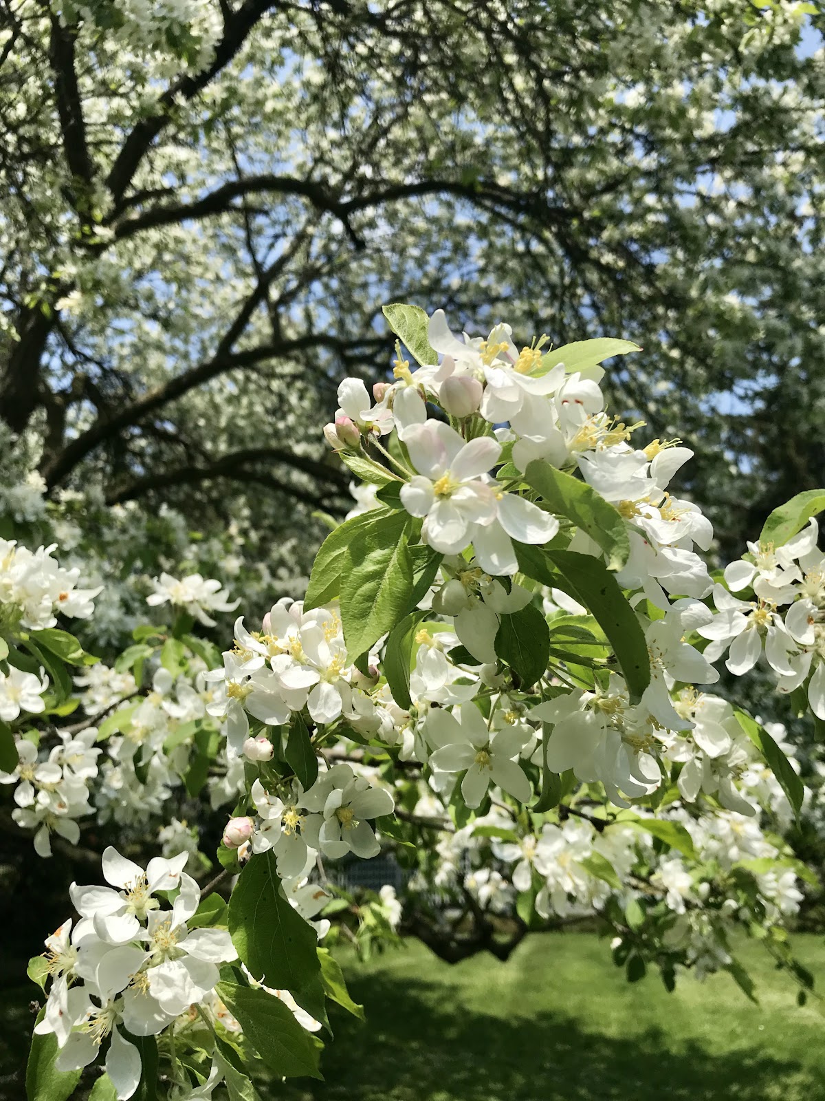 cherry blossoms in ontario