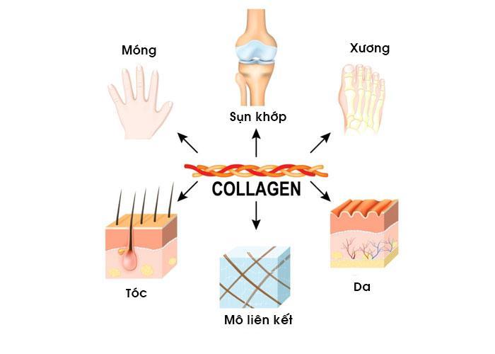 Uống collagen có nhiều tác dụng tốt cho cơ thể