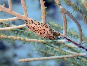 Very small juvenile specimen of flamingo tongue sea snail clinging to think gorgonian coral branch in the Cozumel marine park. By Author. 