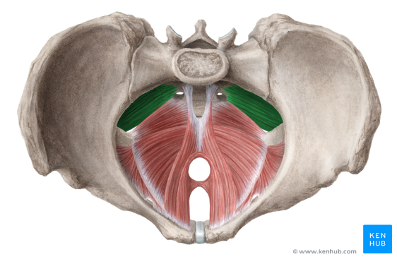 Piriformis muscle - superior view