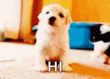 Dog Hi GIFs | Tenor