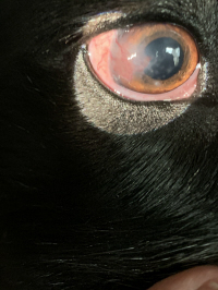 pannus in a dog eye