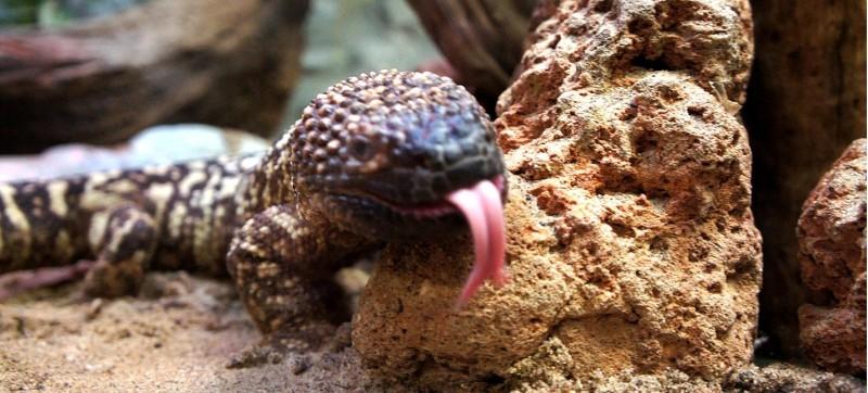 Image result for mexican beaded lizard