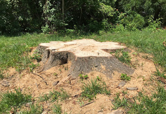 Can I grind stumps on my own