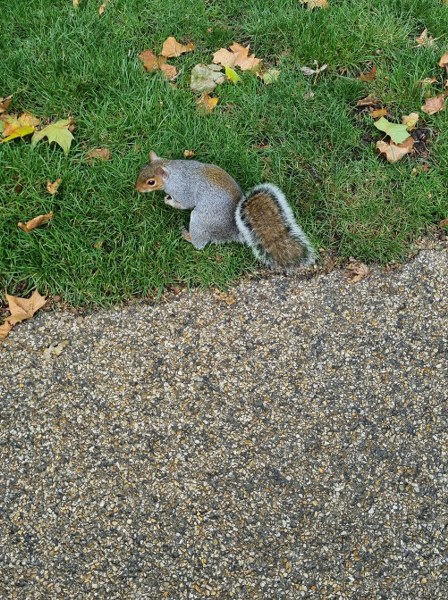 70 DARMOWYCH ATRAKCJI W LONDYNIE St James's Park