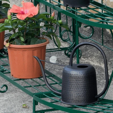 A Watering Can And That Too At Wallet-Friendly Price, How?