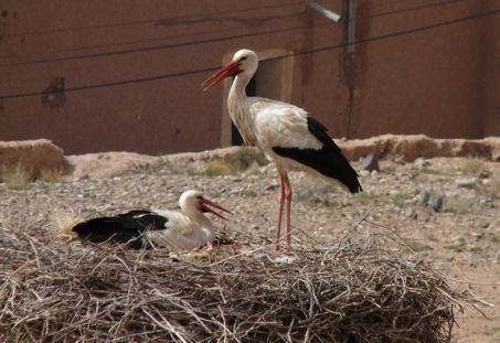 whitestorkweb.jpg