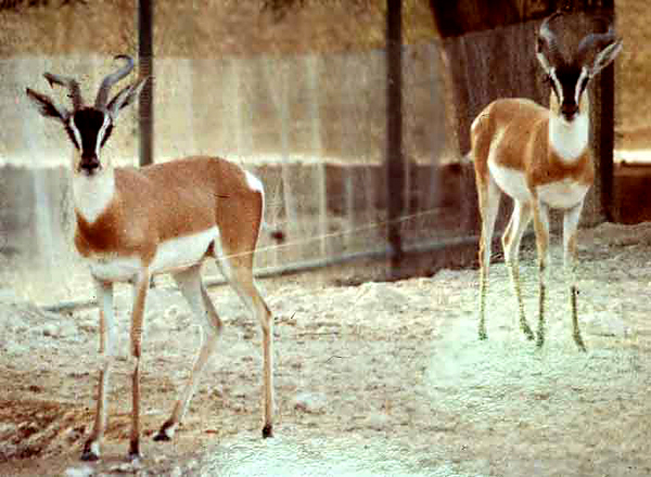 Soemmerring's gazelles at Abu Dhabi Zoo. Note the characteristic shape of the horns