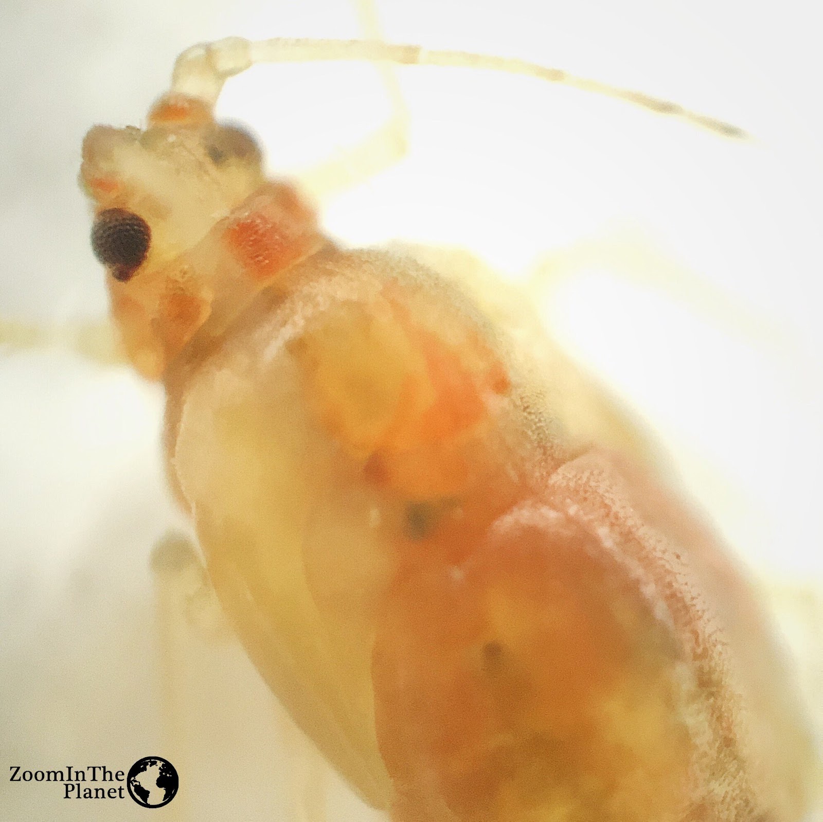 APHIDIDAE