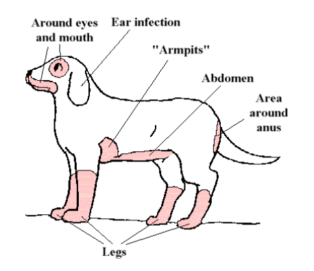 A dog anatomy diagram with text

Description automatically generated